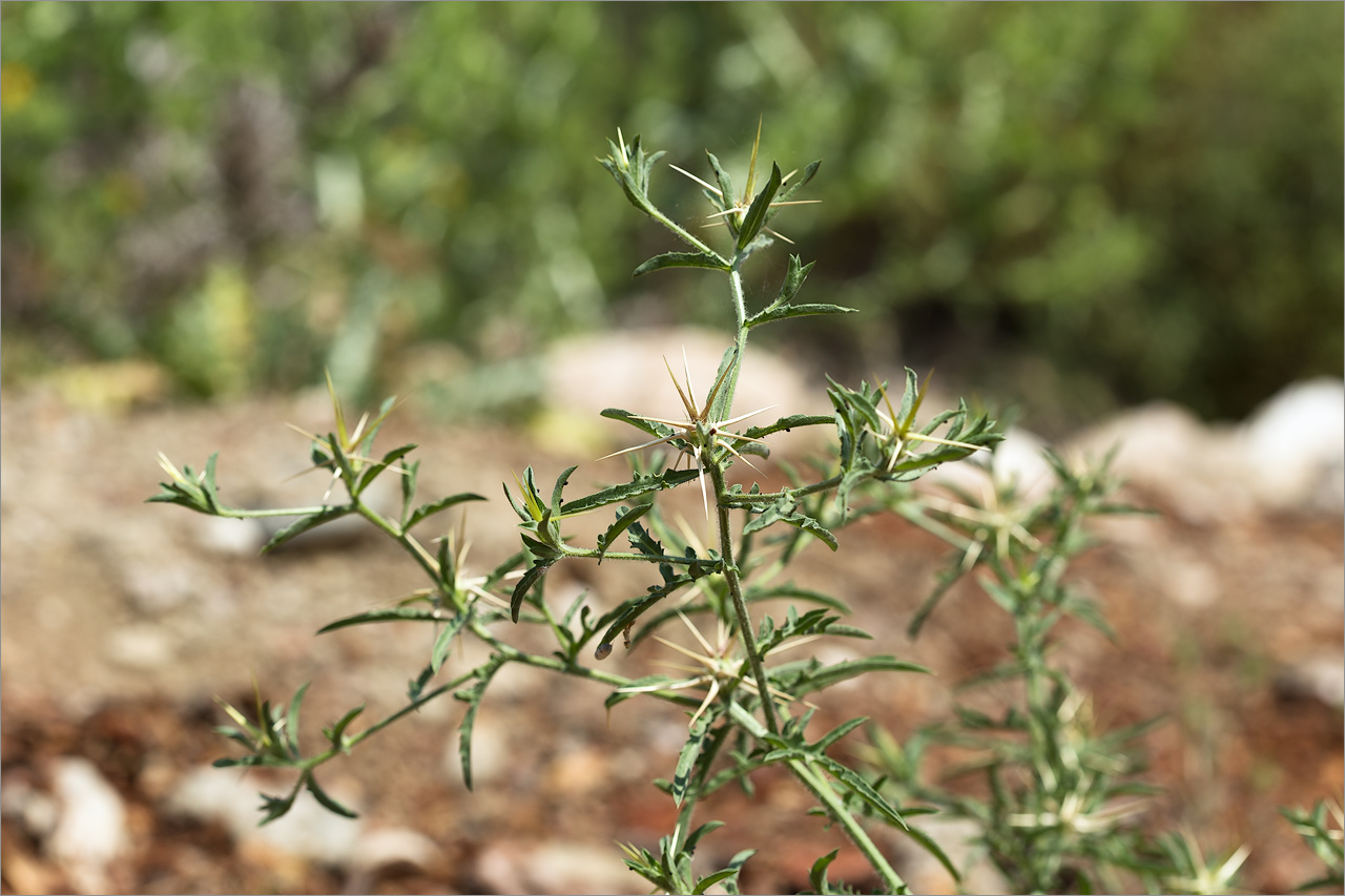 Image of familia Asteraceae specimen.