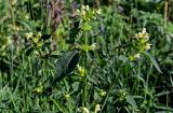 Galeopsis speciosa. Верхушка цветущего растения. Московская обл., Сергиево-Посадский р-н, долина р. Пажа, луг. 20.07.2024.