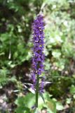 Dactylorhiza urvilleana. Соцветие. Чечня, Шаройский р-н, окр. урочища Старый дом Мухтара, берег правого притока р. Цесиахк чуть выше устья этого притока, лиственный лес. 27 июня 2024 г.