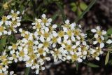 Spiraea hypericifolia