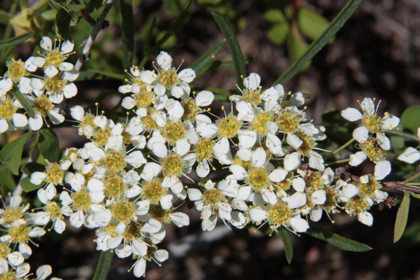 Изображение особи Spiraea hypericifolia.