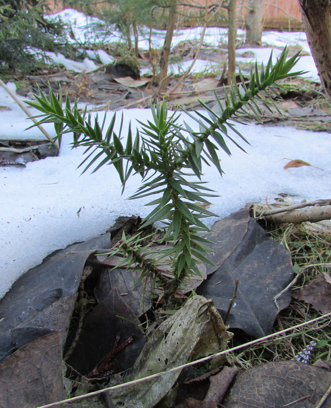 Изображение особи Araucaria araucana.