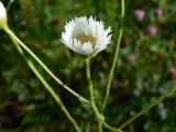 Erigeron annuus. Распускающееся соцветие в каплях воды. Хабаровский край, р-н им. Лазо, окр. ст. Кругликово, ягодники. 23.07.2016.