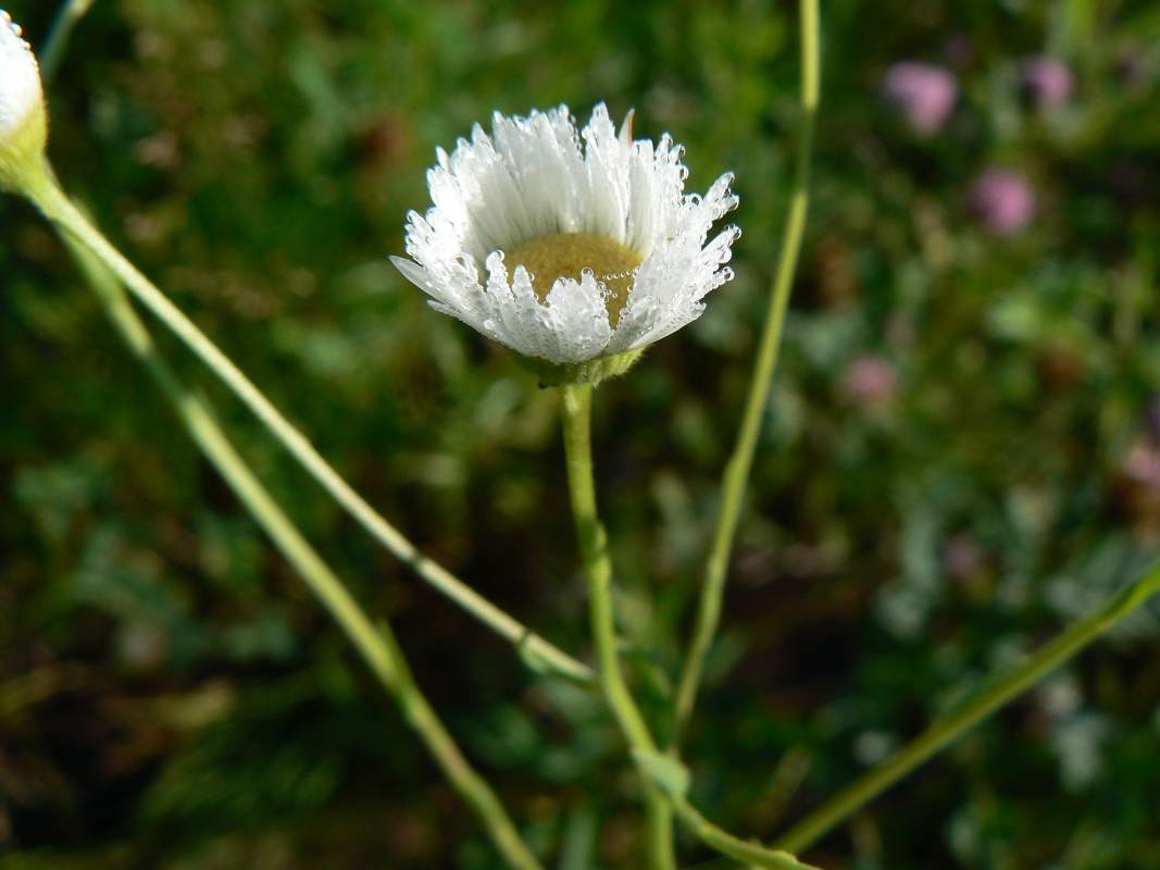 Изображение особи Erigeron annuus.