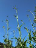 Sonchus arvensis