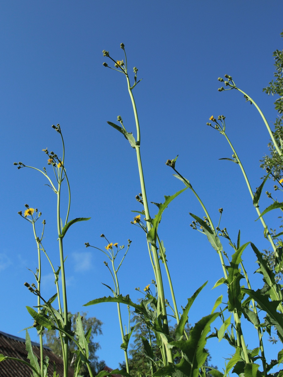 Image of Sonchus arvensis specimen.