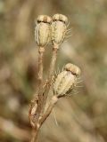 Papaver pavoninum. Верхушка побега с плодами. Узбекистан, Ферганская дол., Андижанская обл., Андижанский р-н, окр. кишлака Храбек, адыр. 10.06.2015.