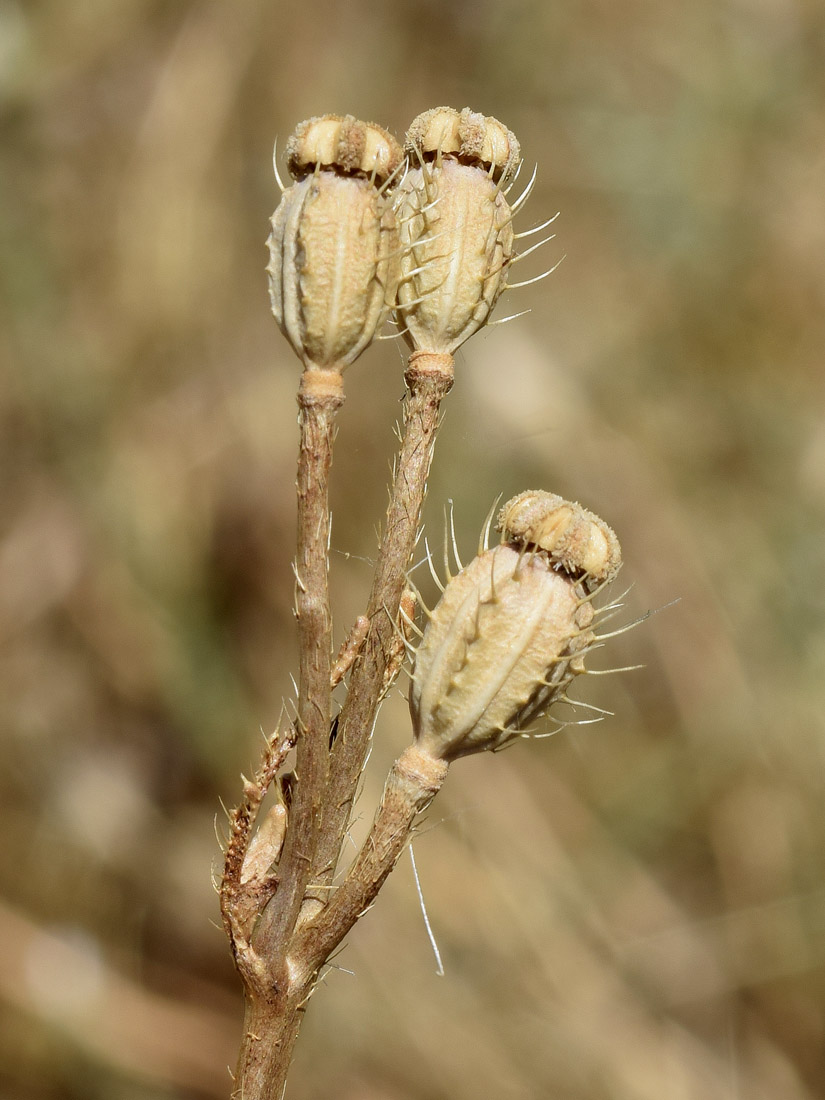 Image of Papaver pavoninum specimen.