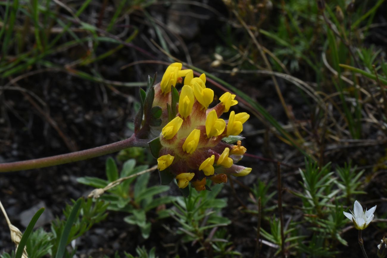 Image of Anthyllis lachnophora specimen.