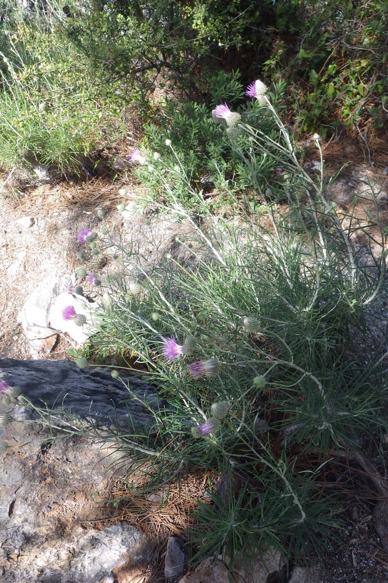 Image of Ptilostemon chamaepeuce specimen.