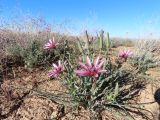 Tragopogon ruber