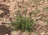 Смотреть изображение Ceratochloa cathartica