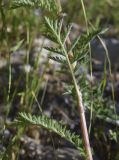 View full-size image Pyrethrum corymbosum