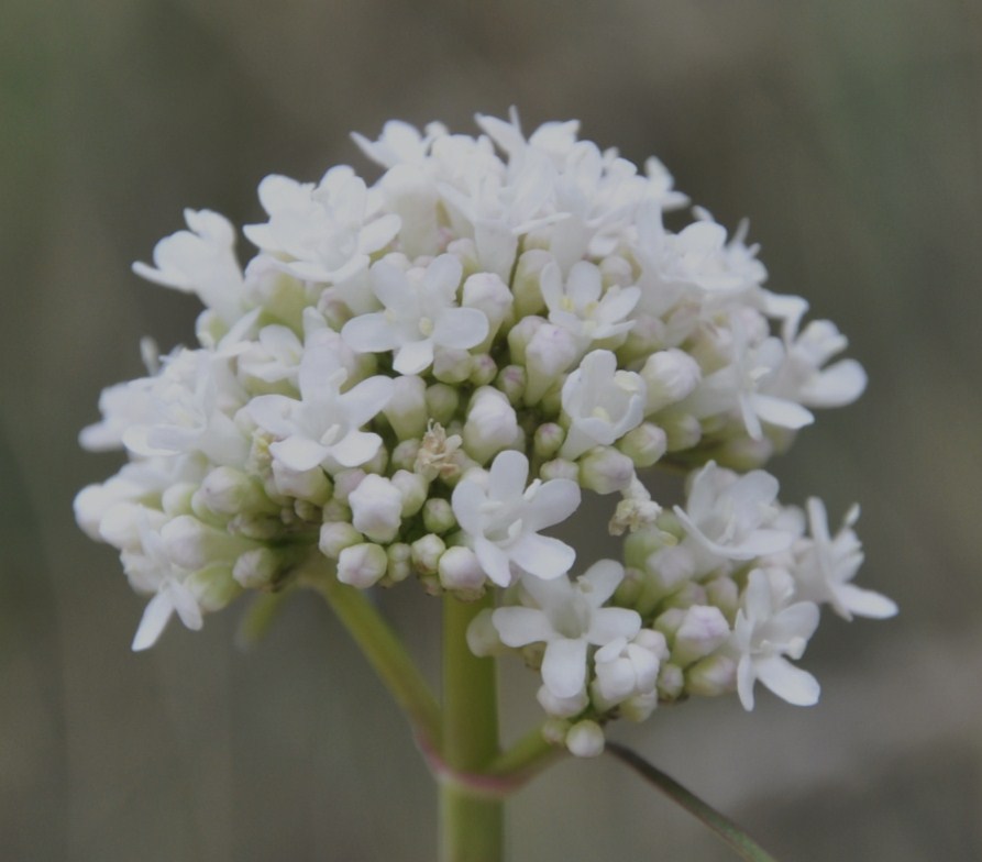 Изображение особи род Valeriana.