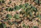 Смотреть изображение Oxalis debilis