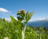 View full-size image Arafoe aromatica