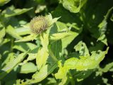 Смотреть изображение Inula orientalis