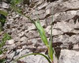 View full-size image Tragopogon dubius