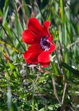 View full-size image Anemone coronaria