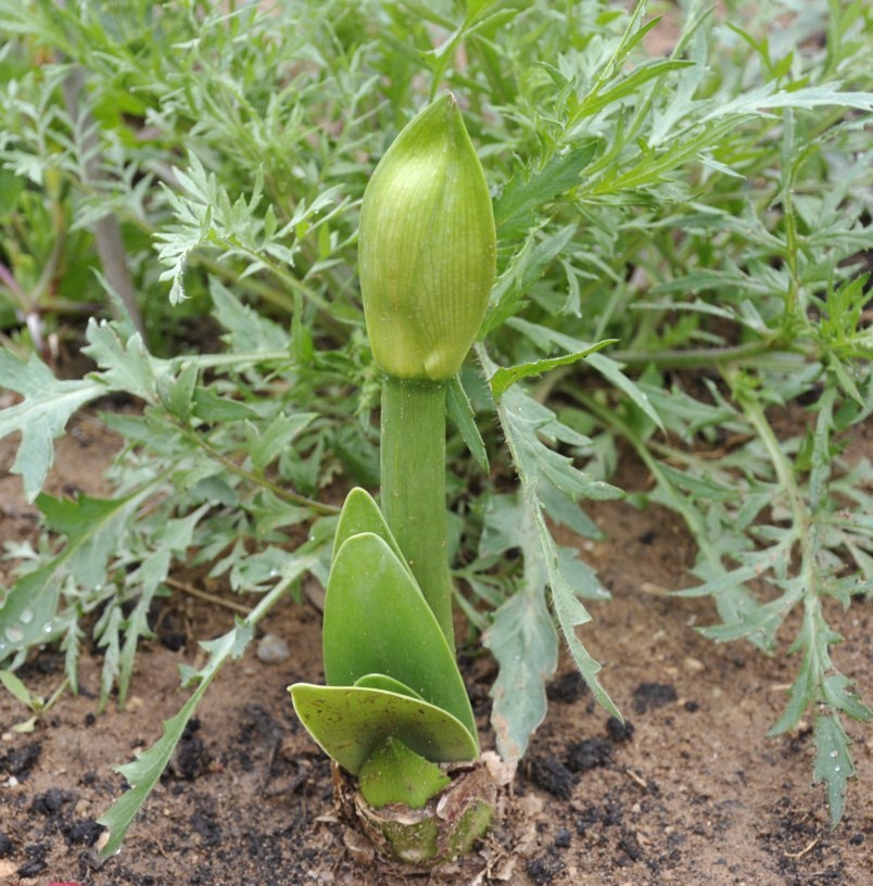 Изображение особи род Hippeastrum.