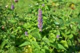 View full-size image Agastache rugosa