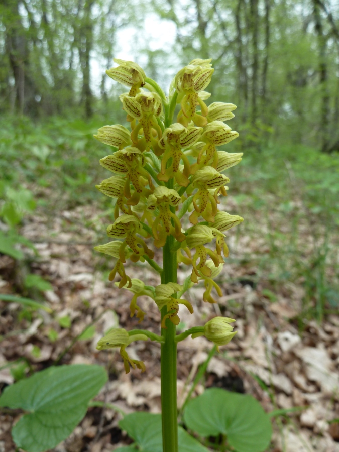 Image of Orchis punctulata specimen.