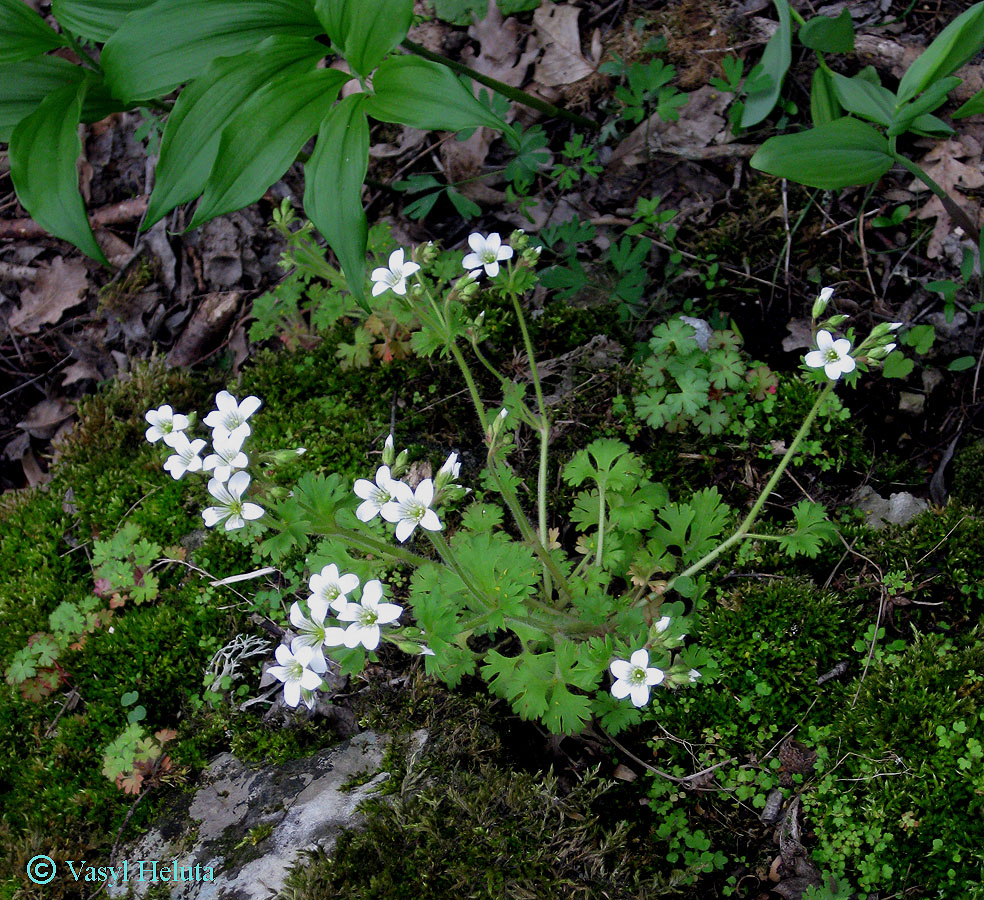 Image of Saxifraga irrigua specimen.