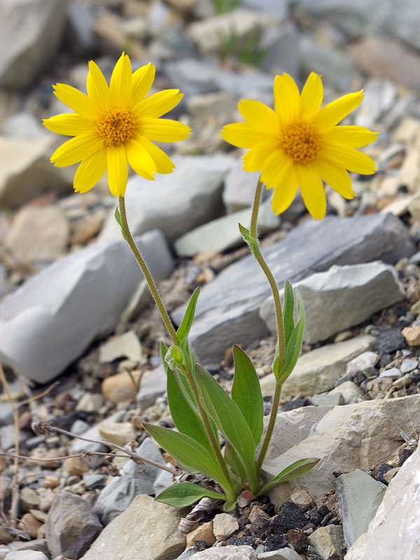 Image of Arnica iljinii specimen.