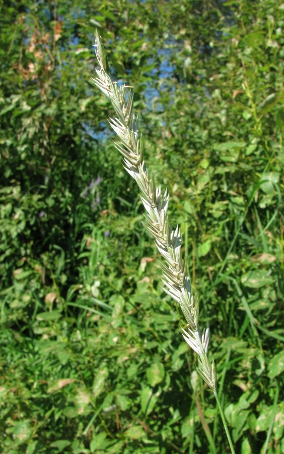 Image of Elytrigia repens specimen.