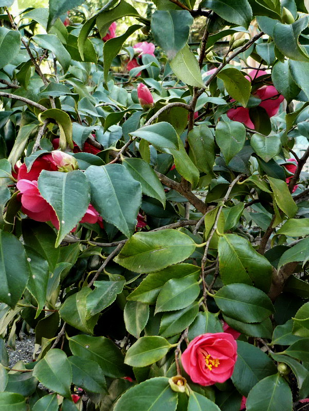 Image of Camellia japonica specimen.