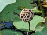 Nelumbo caspica