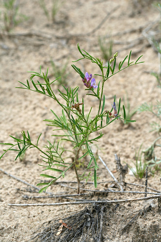 Image of Astragalus arenarius specimen.