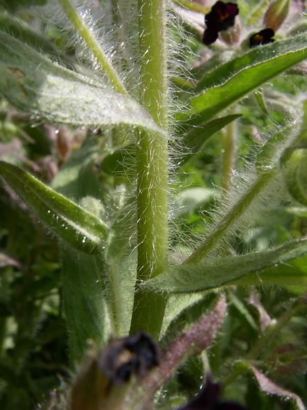 Image of Nonea rossica specimen.