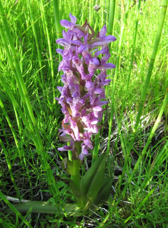 Image of Dactylorhiza incarnata specimen.