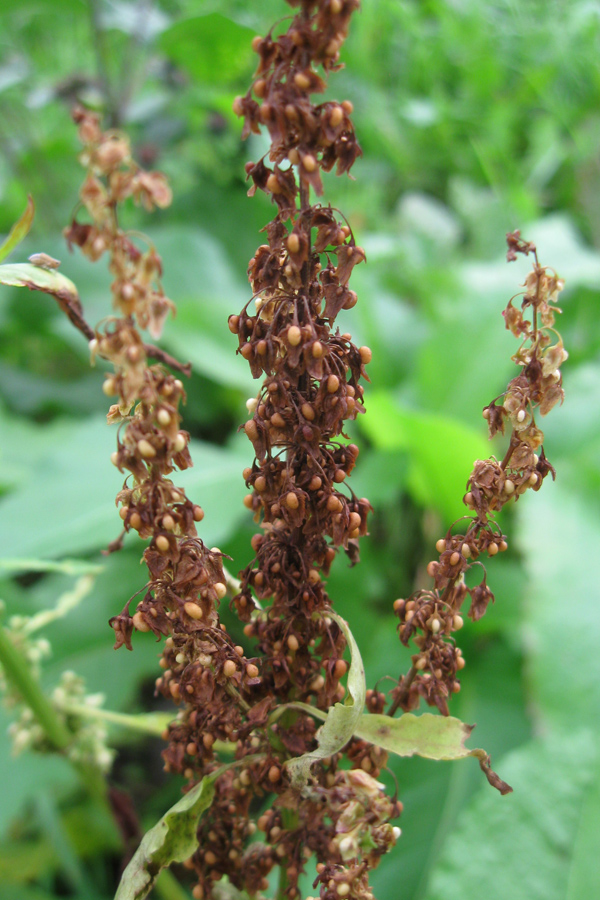 Image of Rumex sylvestris specimen.