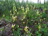 Pedicularis sceptrum-carolinum. Цветущие растения на поляне. Иркутская обл., Бодайбинский р-н, водораздел рек Имнях и Бол. Семикач, редколесная тайга. Июнь 2011 г.