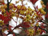 Acer platanoides. Верхушка побега с соцветиями (краснолистная форма). Санкт-Петербург, Петергоф, городское озеленение. 17.05.2009.