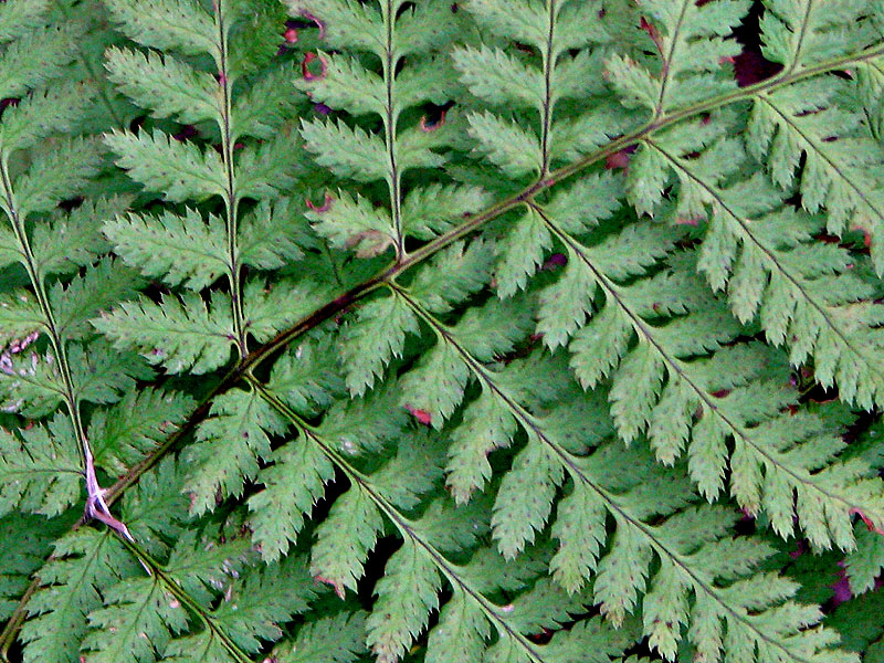 Изображение особи Dryopteris carthusiana.