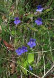 Pinguicula grandiflora