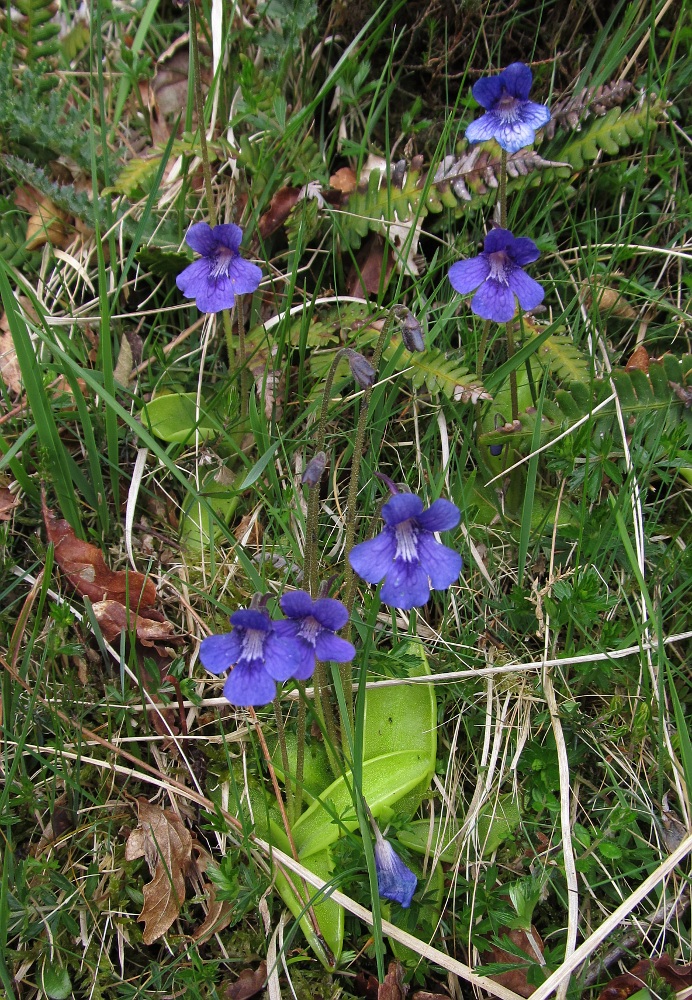 Image of Pinguicula grandiflora specimen.