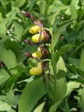 Cypripedium calceolus