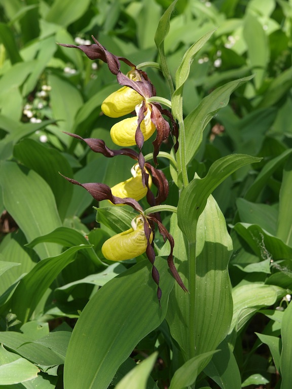 Изображение особи Cypripedium calceolus.