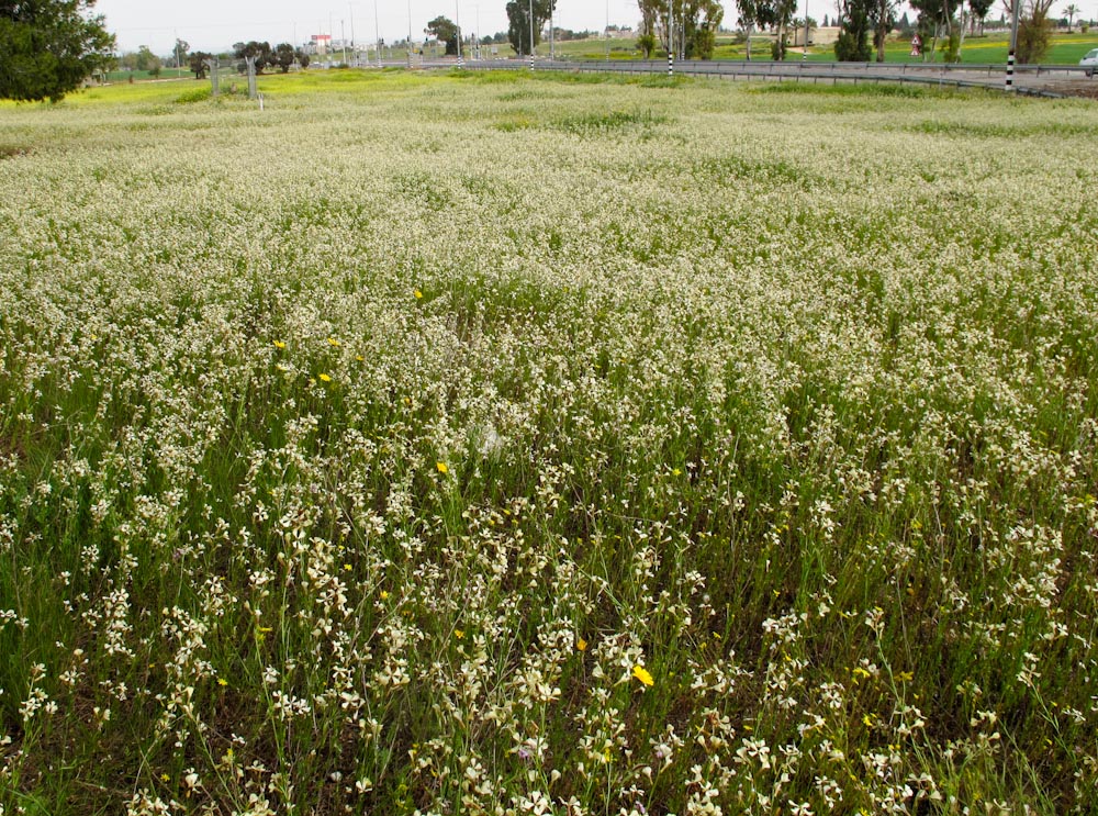 Image of Eruca sativa specimen.