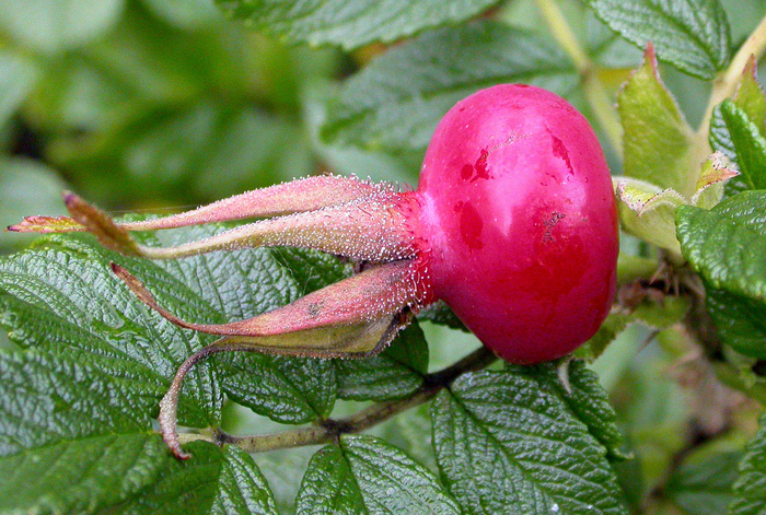 Image of Rosa rugosa specimen.