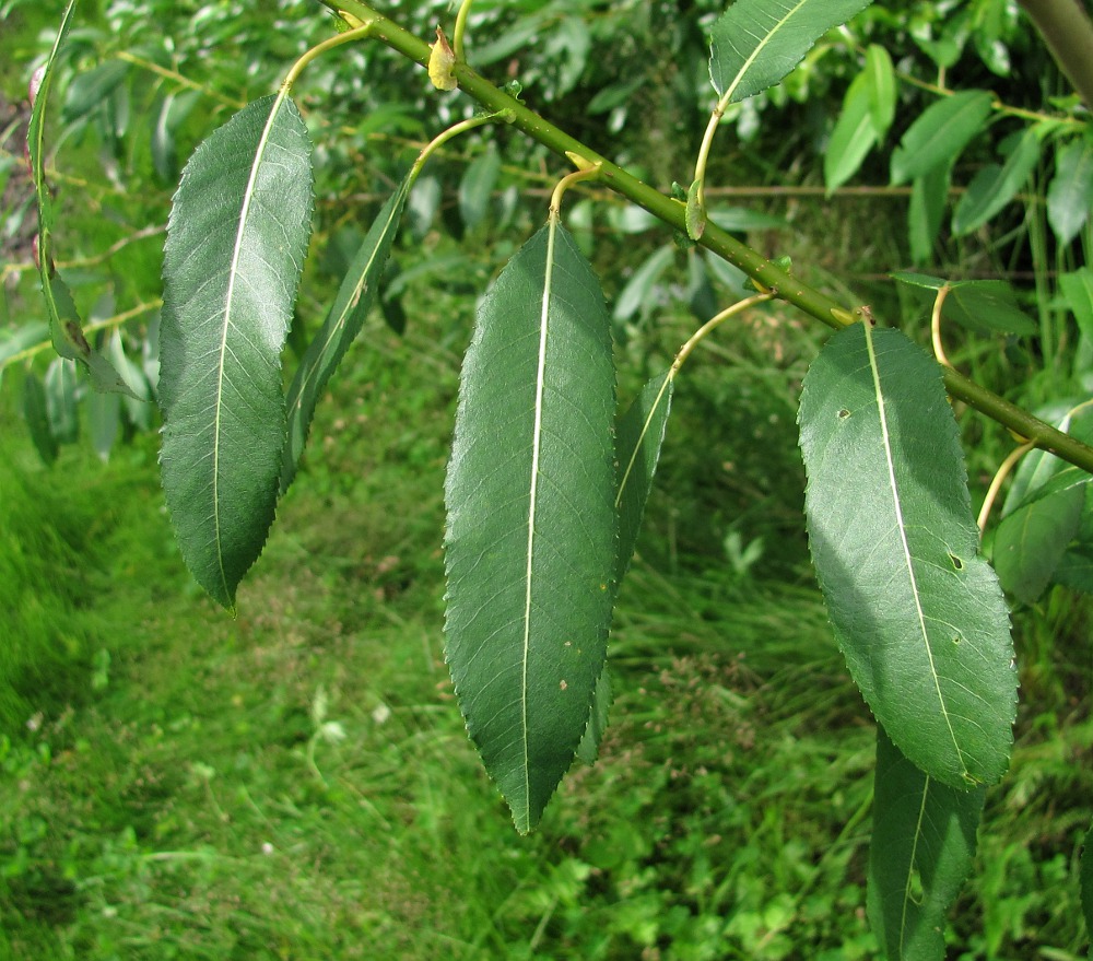 Image of Salix &times; meyeriana specimen.