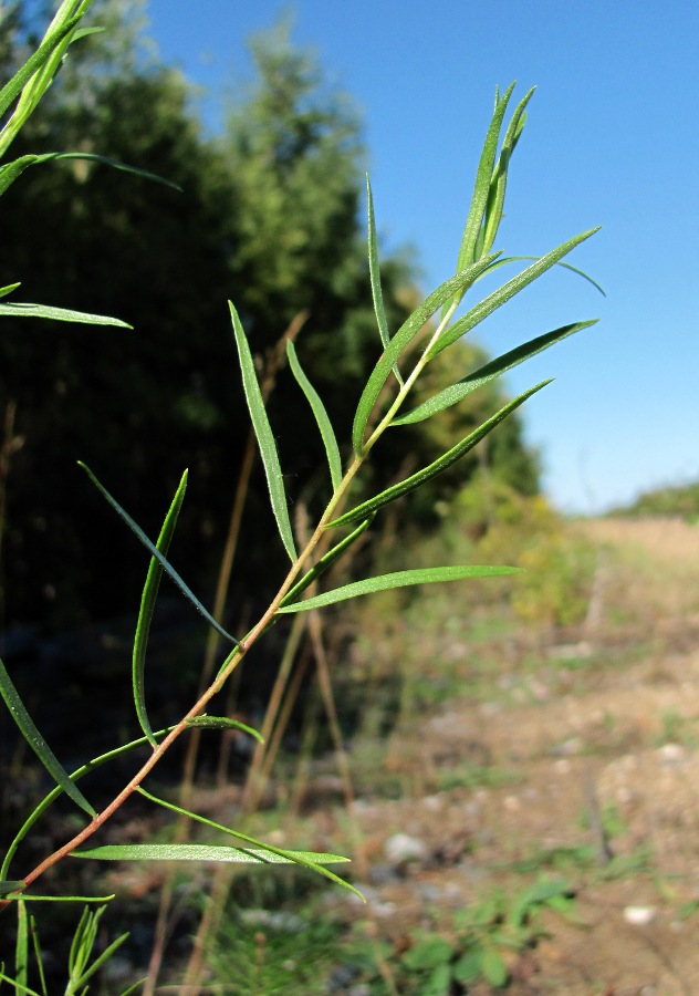 Image of Artemisia dracunculus specimen.