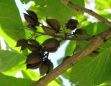 Paulownia tomentosa