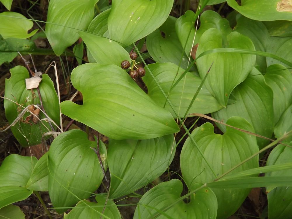 Image of Maianthemum dilatatum specimen.