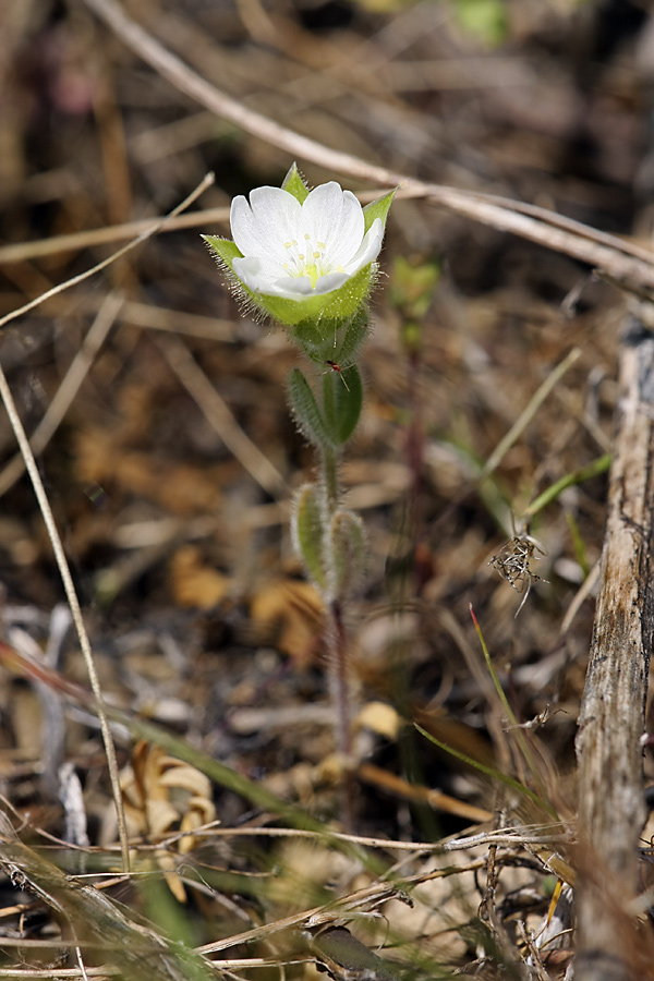 Image of Cerastium inflatum specimen.