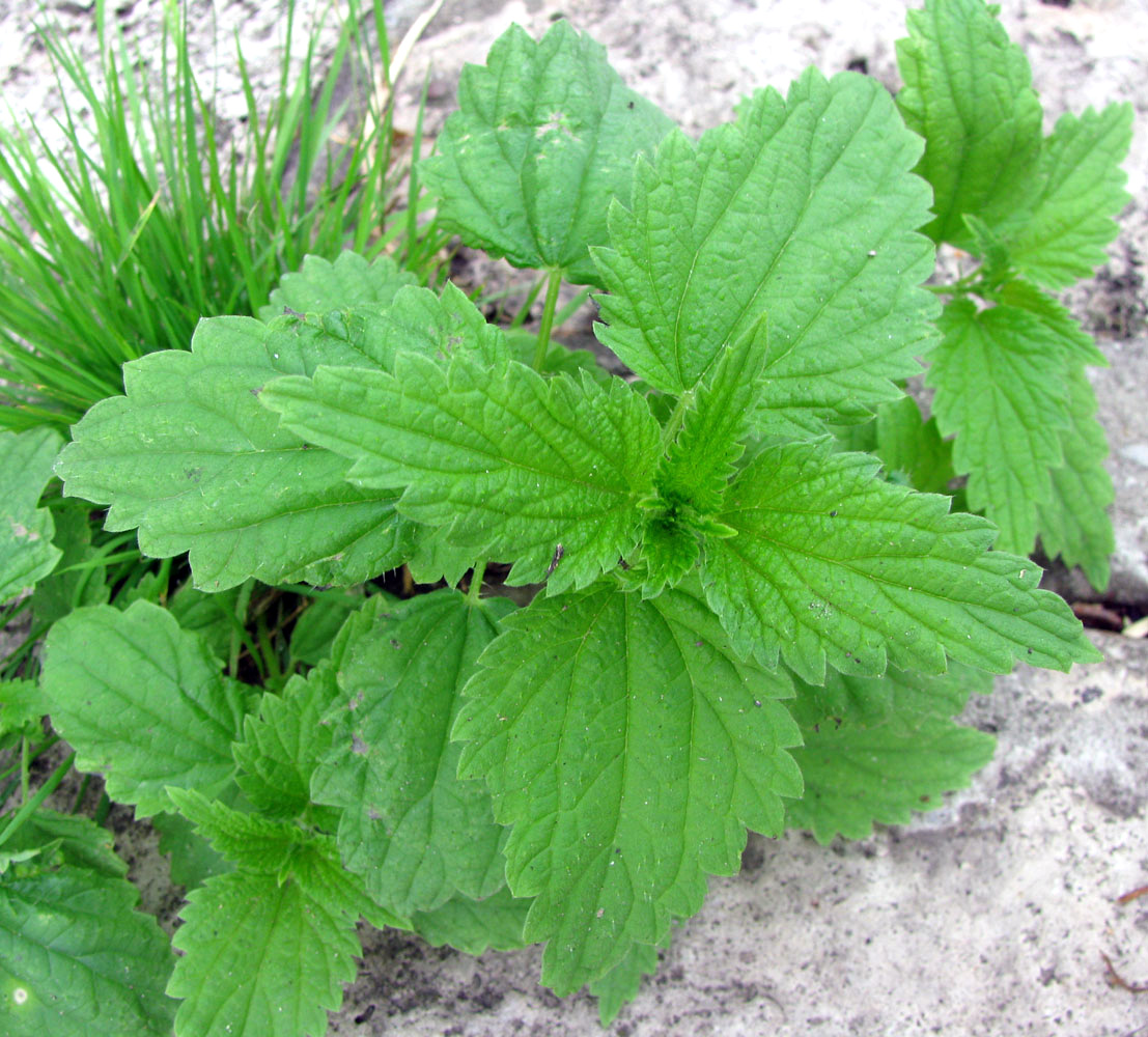 Image of Urtica dioica specimen.